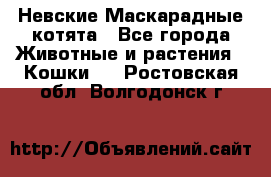 Невские Маскарадные котята - Все города Животные и растения » Кошки   . Ростовская обл.,Волгодонск г.